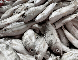 Obraz premium Close-up Fresh king mackerel fish with shell at local seafood market for sale,king mackerel fish are available in supermarkets is a popular seafood with a delicious taste,king mackerel fish background