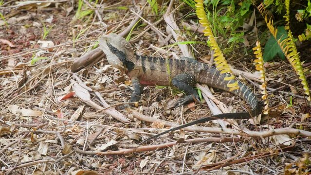 Australian water dragon (Intellagama lesueurii)