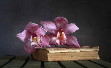 Blooming orchids close-up lying on a book. Beautiful flowers.