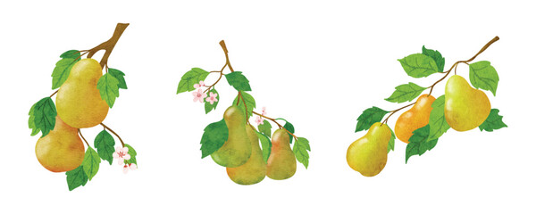 pear branch © nimo art studio