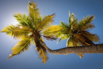 Fototapeta na wymiar Under Coconut Palm Trees shadow with sunrays in Punta Cana, Dominican Republic
