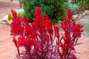 Mourquong Australia, red dragon’s breath celosia growing in pot on patio