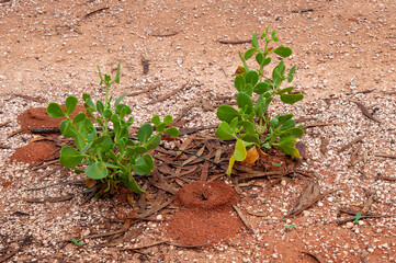 Mourquong Australia, ant nests near small plant in the red dirt of the outback 