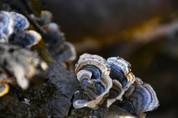 Colorful fungi