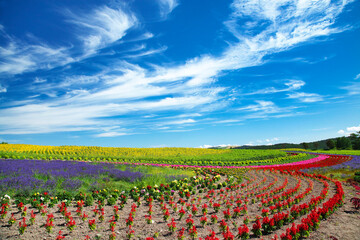 花園の丘（美瑛町）