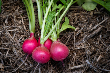 Organic gardening, fresh radish from a well mulched bed. Health nutritional food.