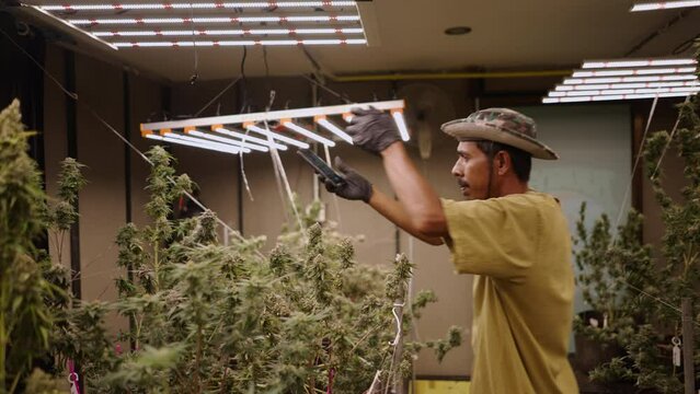 Thai horticulturist making a video for social media in an indoor marihuana plantation