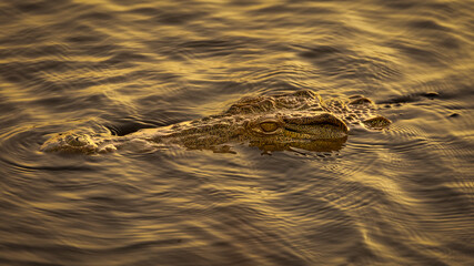 Crocodile well camouflaged in the sunset lit water