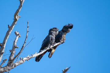 Red tail black cockatoo