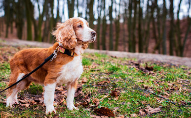 A dog of the English cocker spaniel breed stands against the background of blurred trees in the...