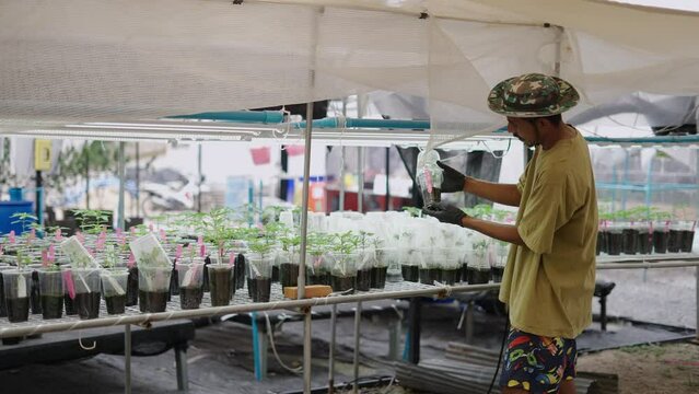 Thai weed farmer checking the quality of clone roots