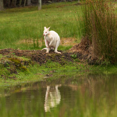 White albino Wallaby at a dam drinking water, in Bruny Island, Tasmania, Australia.  © alec