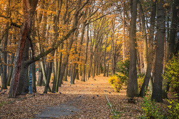 Obraz premium Spooky Road into Forest at autumn in Balkan Mountains, Bulgaria