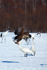 オジロワシと白鳥