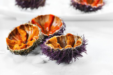 Sea Urchin with caviar close-up, on gray background. Fresh open sea urchins on a plate with ice,...