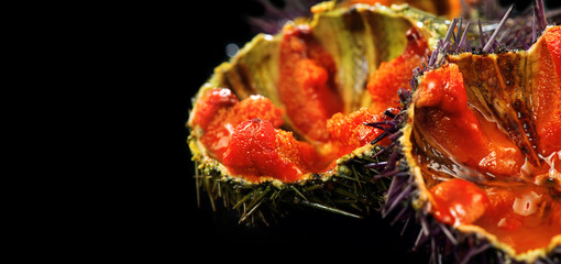 Sea Urchin with caviar close-up, isolated on black background. Fresh opened sea urchins seafood,...