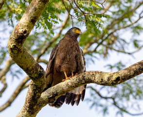 Serpent eagle