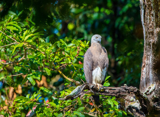 Fish eagle