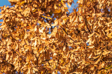 Bright yellow leaves and winged seeds of autumn maple tree, in the light of sunset.