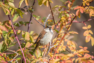 Sparrow sitting on a green branch in autumn. Sparrow with playful poise on branch in autumn or summer