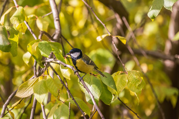 Cute bird Great tit, songbird sitting on the branch with blured background