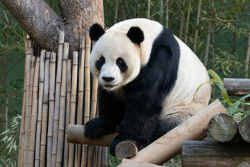 Close up Male Giant Panda in South Korea