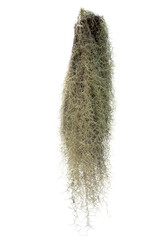 Spanish moss isolated on white background. Clipping path. - 580226892