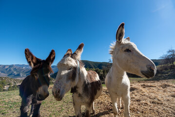 Fototapeta na wymiar Catalan donkeys in the Pyrenees in Spain