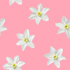 Naklejka na ściany i meble Seamless flowers pattern with white daffodils on pink background.