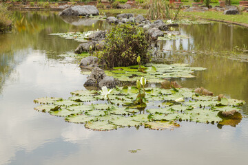 Palm collection in сity park in Kuching, Malaysia, tropical garden with large trees, pond with small waterfall, waterlily