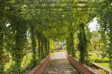 Obraz premium Palm collection in сity park in Kuching, Malaysia, tropical garden with large trees and lawns, pergola.