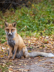 Fototapeta premium Close up of a red fox Vulpes vulpes, sitting on a path in the forest.