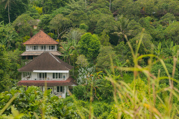 Landscape with houses in jungle near Campuhan ridge walk, Bali, Indonesia, track on the hill with grass, large trees, jungle and rice fields.