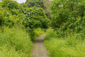 Campuhan ridge walk, Bali, Indonesia, track on the hill with grass, large trees, jungle and rice fields.