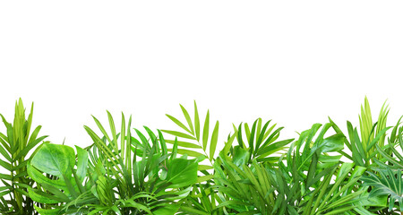 Green leaves of tropical plants in summer border decoration isolated on white or transparent...