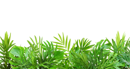 Green leaves of tropical plants in summer border decoration isolated on white or transparent background