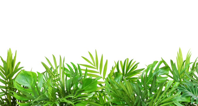 Green leaves of tropical plants in summer border decoration isolated on white or transparent background