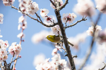 梅の白い花とメジロ