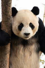 Obraz premium Close up Male Giant Panda in South Korea
