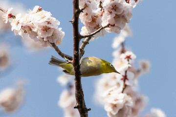 梅の白い花とメジロ