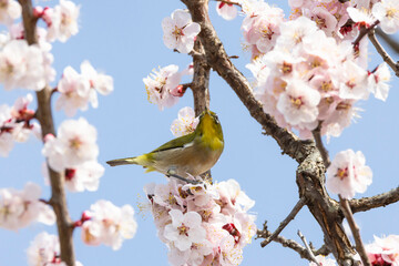 梅の白い花とメジロ