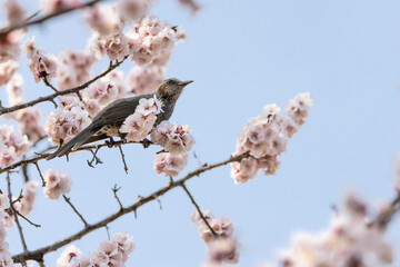梅の白い花とヒヨドリ