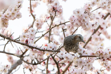 梅の白い花とヒヨドリ