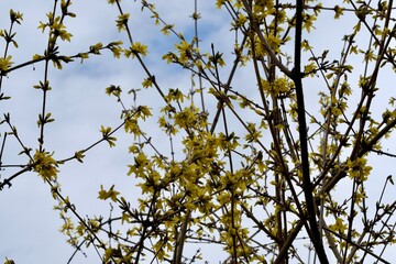 Forsythia branches with yellow blooms in the sky