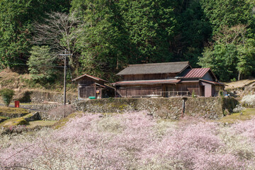 梅の花の咲く山里　愛知県新城市川売
