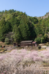 梅の花の咲く山里　愛知県新城市川売