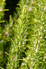 Rosemary plant macro