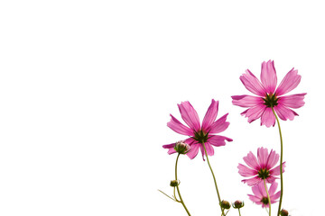Cosmos flower isolated on white background.