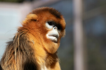 Close up Beautiful Golden Monkey