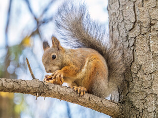 Obraz premium The squirrel with nut sits on tree in the autumn. Eurasian red squirrel, Sciurus vulgaris.